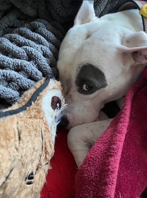 PRINCESS BABY FEE SPONSORED FOSTER HOME NEEDED - Terrier available for adoption