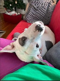 Princess Baby FEE SPONSORED FOSTER HOME NEEDED - Photo 3