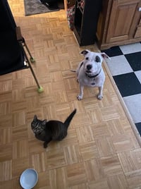 Princess Baby FEE SPONSORED FOSTER HOME NEEDED - Photo 4