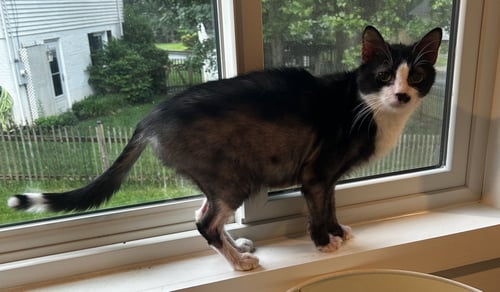 RIGBY FEE SPONSORED - Domestic Short Hair available for adoption