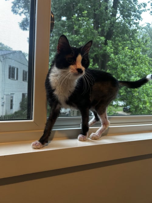 RIGBY FEE SPONSORED - Domestic Short Hair available for adoption
