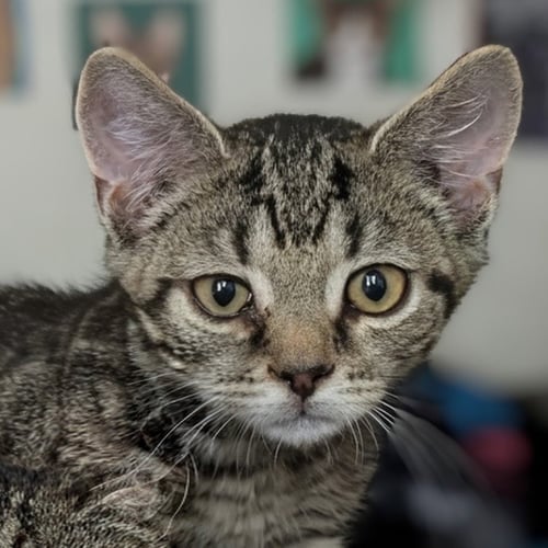 FURBY - Domestic Short Hair available for adoption