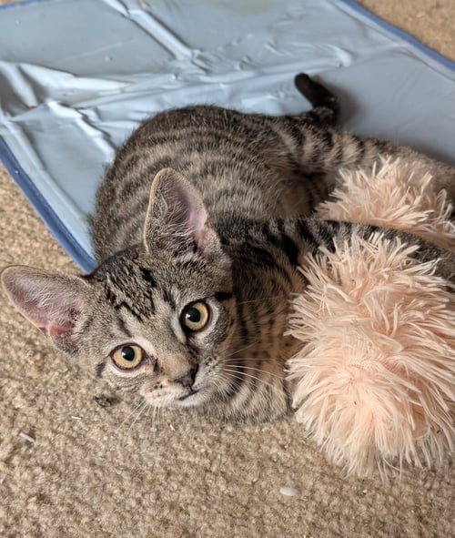 FURBY - Domestic Short Hair available for adoption