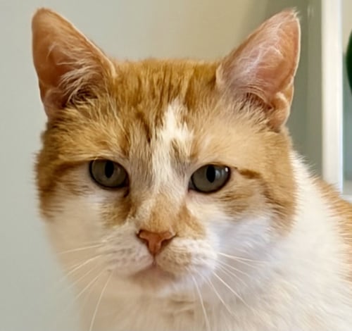 LEO - Domestic Short Hair available for adoption