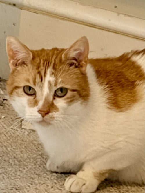 LEO - Domestic Short Hair available for adoption