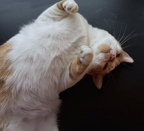 LEO - Domestic Short Hair available for adoption