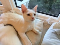 Spike - Photo 2