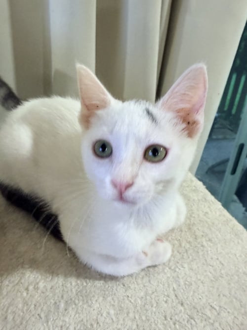 SPIKE - Domestic Short Hair available for adoption