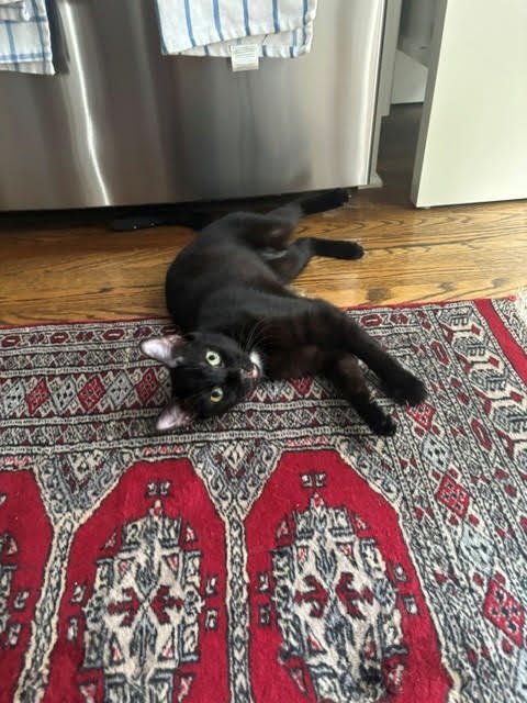 NEO - Domestic Short Hair available for adoption
