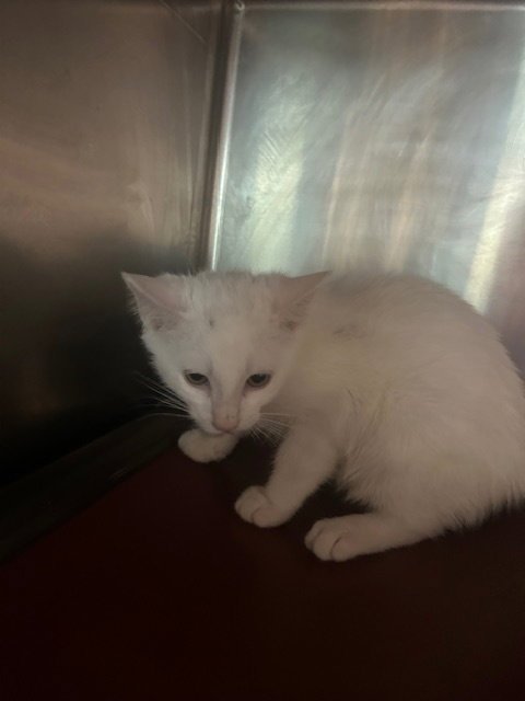GLACIER - Domestic Short Hair available for adoption