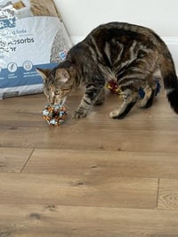 Beryl - Photo 4