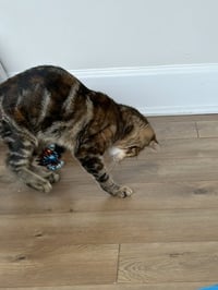 Beryl - Photo 2