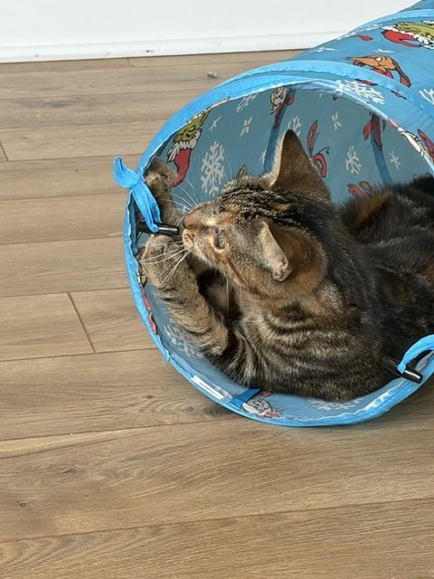 BERYL - Domestic Short Hair available for adoption