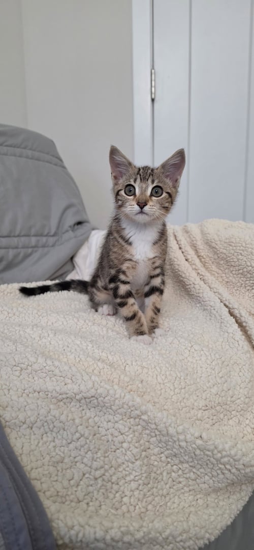 BETHANY - Domestic Short Hair available for adoption