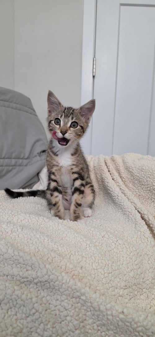 BETHANY - Domestic Short Hair available for adoption