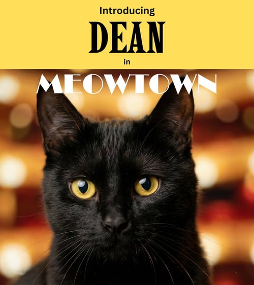 DEAN - Domestic Short Hair available for adoption