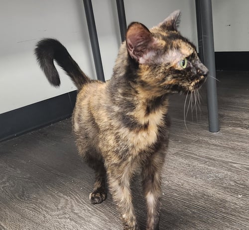 RAVEN - Domestic Short Hair available for adoption
