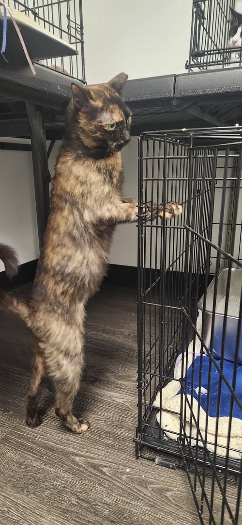 RAVEN - Domestic Short Hair available for adoption