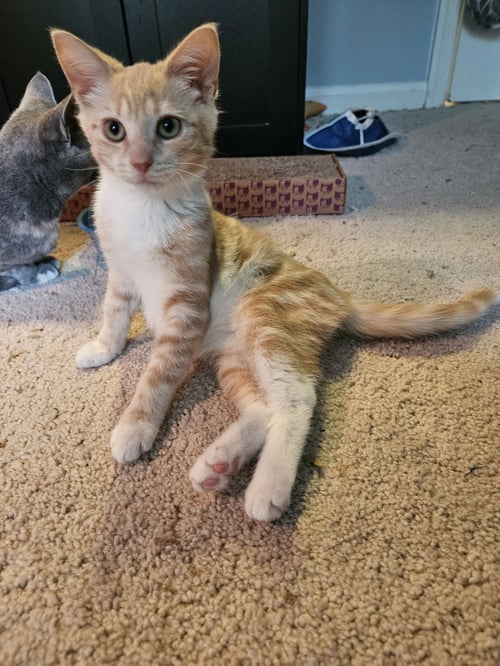ORSON - Domestic Short Hair available for adoption