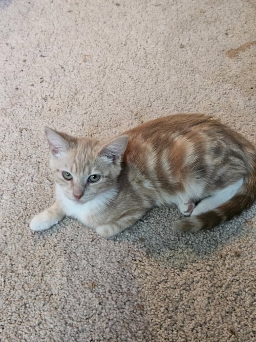 ORSON - Domestic Short Hair available for adoption