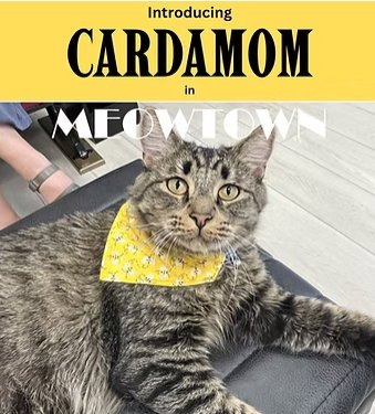 CARDAMOM - Domestic Short Hair available for adoption