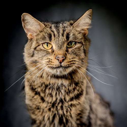CARDAMOM - Domestic Short Hair available for adoption
