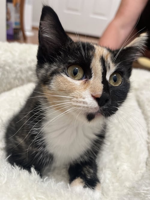 SAGE - Domestic Short Hair available for adoption