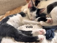 Cymbal, Maestro & Viola *BONDED* - Photo 4