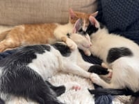 Cymbal, Maestro & Viola *BONDED* - Photo 1