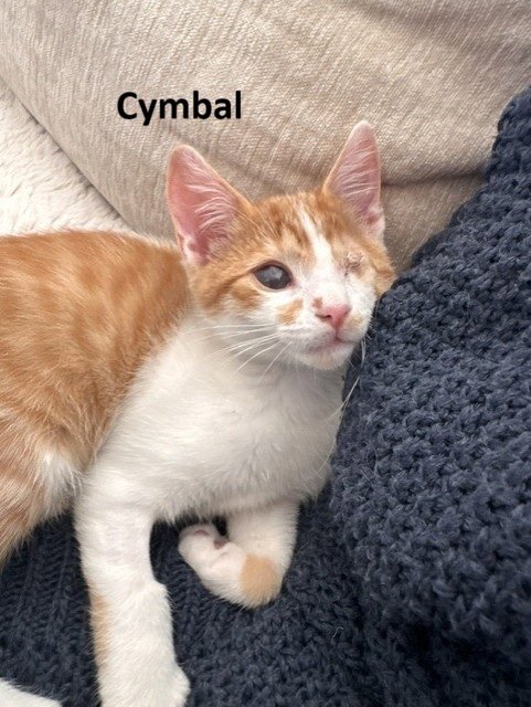 CYMBAL, MAESTRO & VIOLA *BONDED* - Domestic Short Hair available for adoption