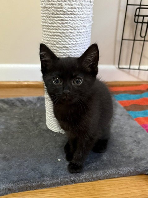 TOM - Domestic Short Hair available for adoption