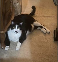 Sesame - Photo 12