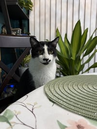Sesame - Photo 8