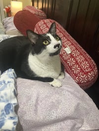 Sesame - Photo 7