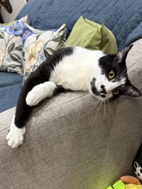 Sesame - Photo 3