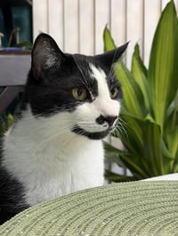 Sesame - Photo 5