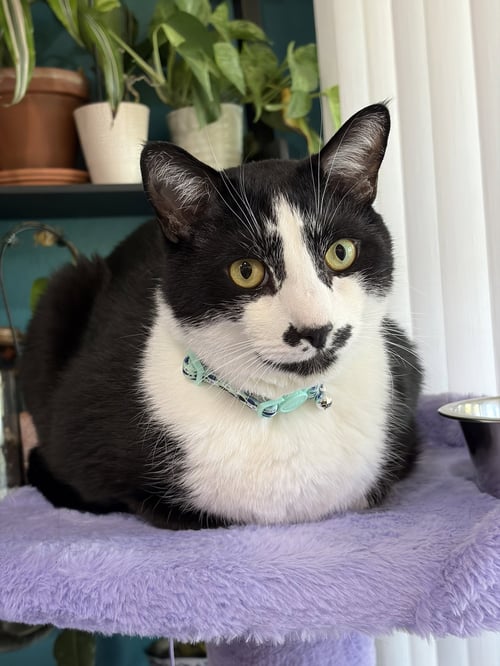 SESAME - Domestic Short Hair available for adoption