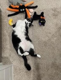 Sesame - Photo 16