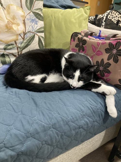 SESAME - Domestic Short Hair available for adoption