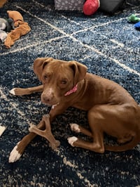 Pebbles - Photo 2