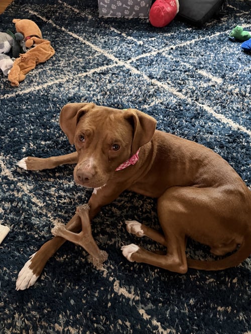 PEBBLES - Hound available for adoption