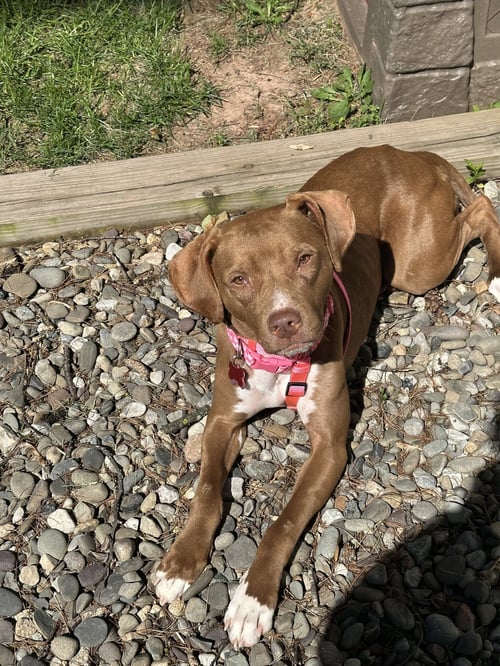 PEBBLES - Hound available for adoption