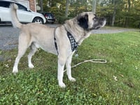 Oso - Photo 2