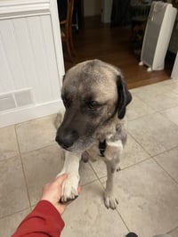 Oso - Photo 4