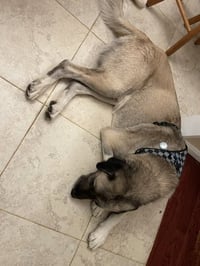 Oso - Photo 3