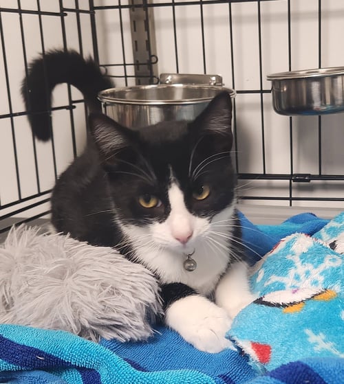RIKER - Domestic Short Hair available for adoption