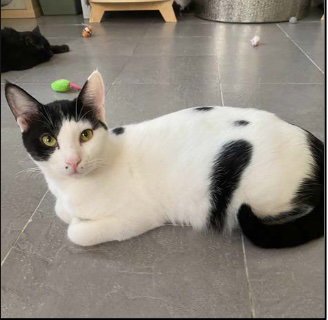 ANNABELLE - Oriental Short Hair available for adoption