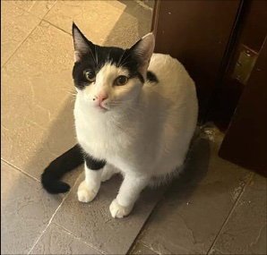 ANNABELLE - Oriental Short Hair available for adoption