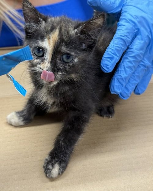 CALYPSO - Domestic Short Hair available for adoption