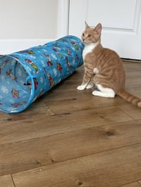 Jasper - Photo 3